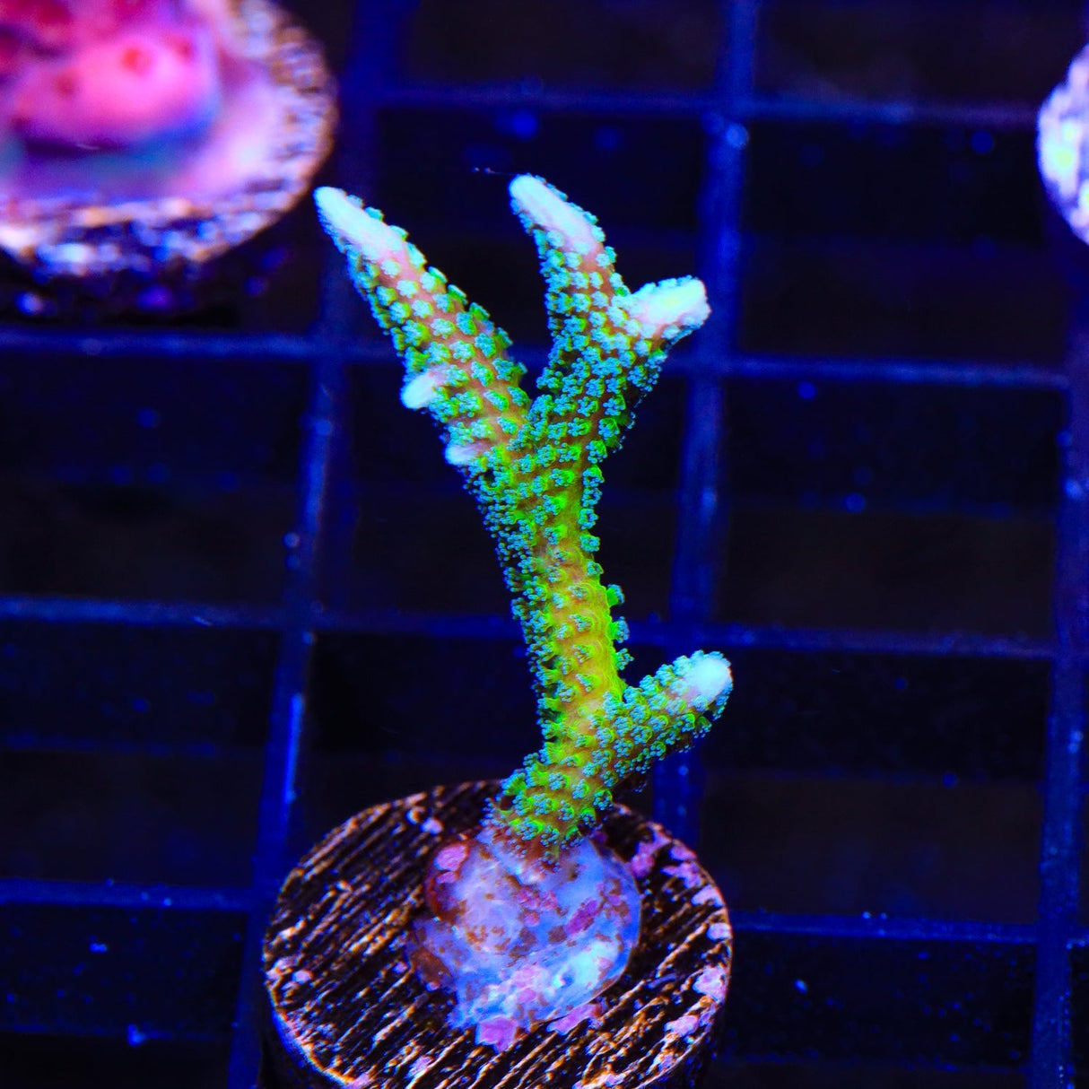 TSA Teal Birdsnest Coral