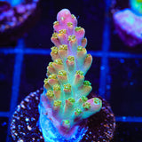 BC Bubble Bath Unicorn Acropora Coral