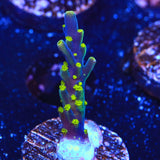 Garf Bonsai Acropora Coral