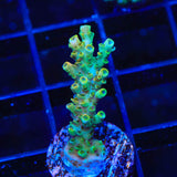 TSA Bill Murray Acropora Coral