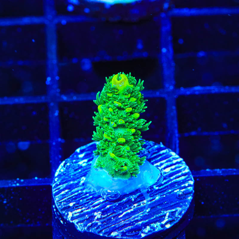 TSA Rick Moranis Acropora Coral - Top Shelf Aquatics