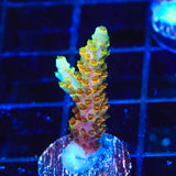 TSA Bill Murray Acropora Coral