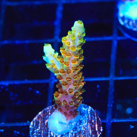 TSA Bill Murray Acropora Coral