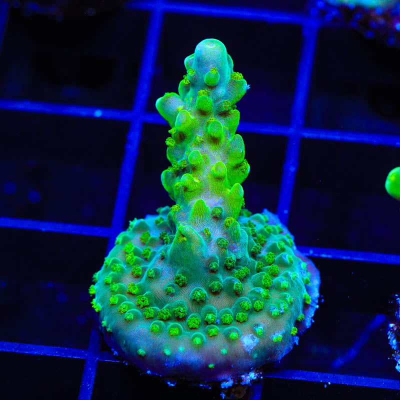 TSA Green Hornet Acropora Coral