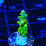 TSA Green Hornet Acropora Coral