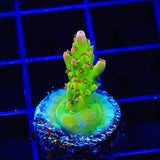 TSA Disco Fever Acropora Coral