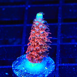 TGC Cherry Bomb Acropora Coral