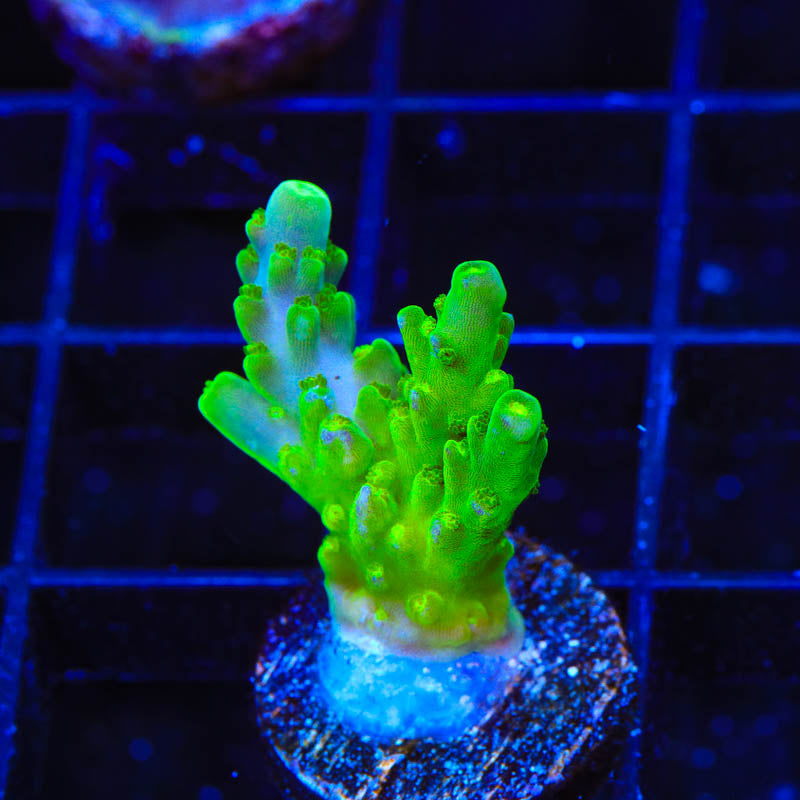 TSA Green Hornet Acropora Coral