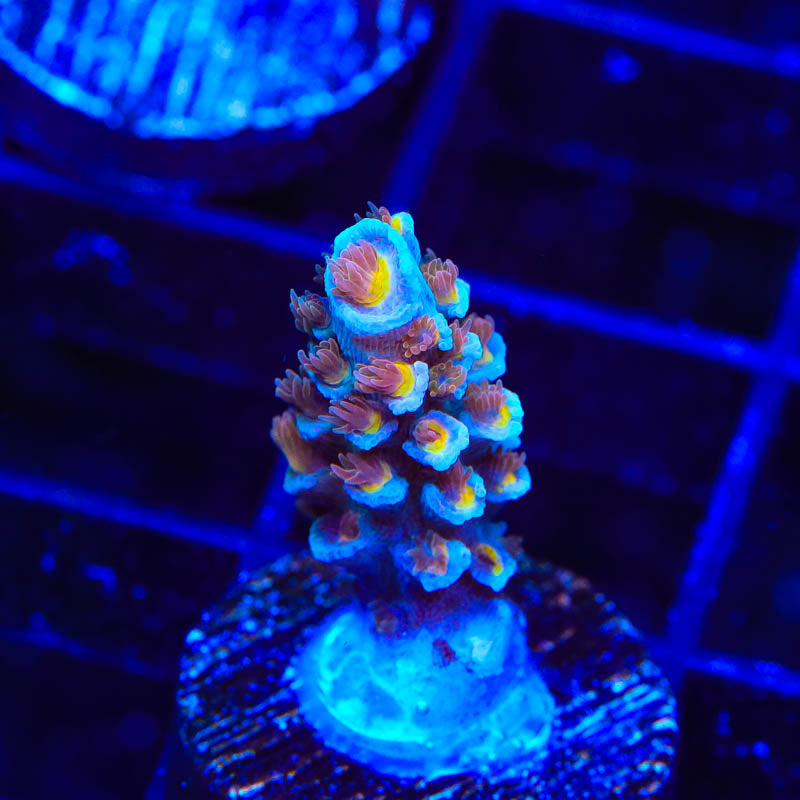 TSA Death Grimace Acropora Coral