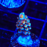 TSA Death Grimace Acropora Coral