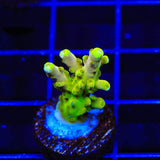 CB Golden Jawdropper Acropora Coral