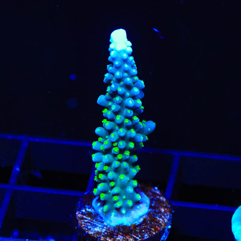 TSA Snozzberry Acropora Coral