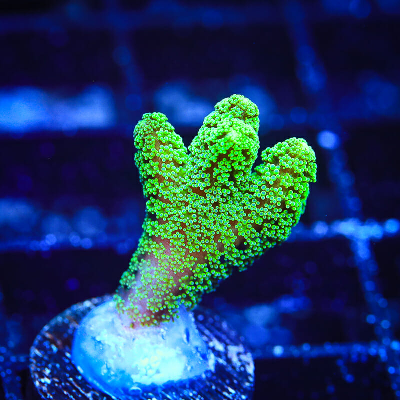 Green Birdsnest Coral