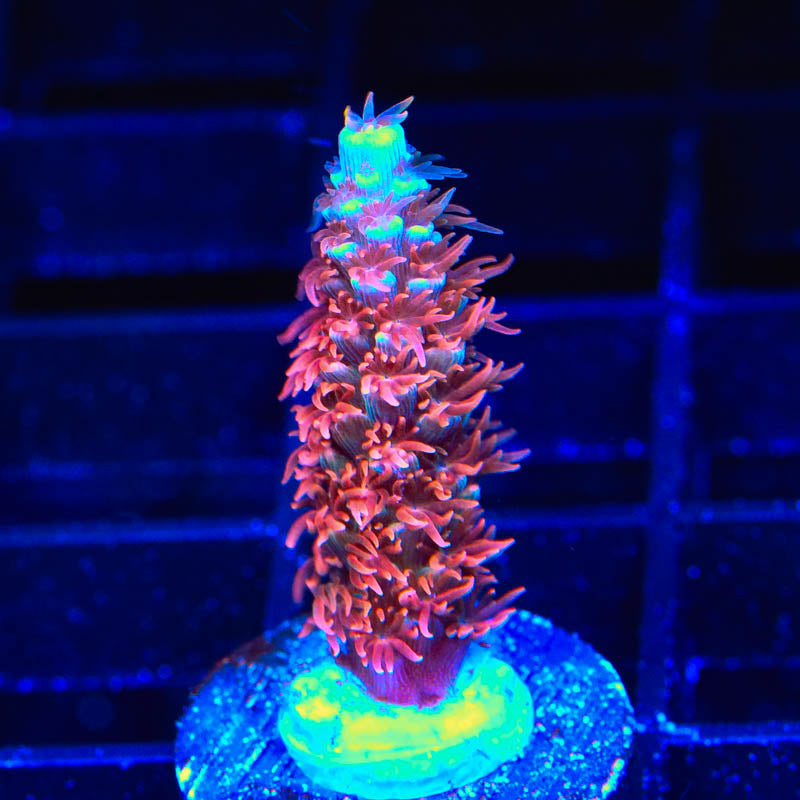 TGC Cherry Bomb Acropora Coral