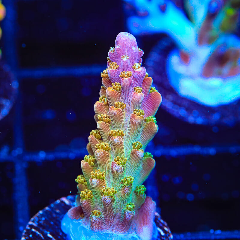 BC Bubble Bath Unicorn Acropora Coral