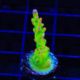 TSA Disco Fever Acropora Coral