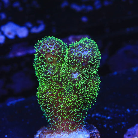 Green Pocillopora Coral