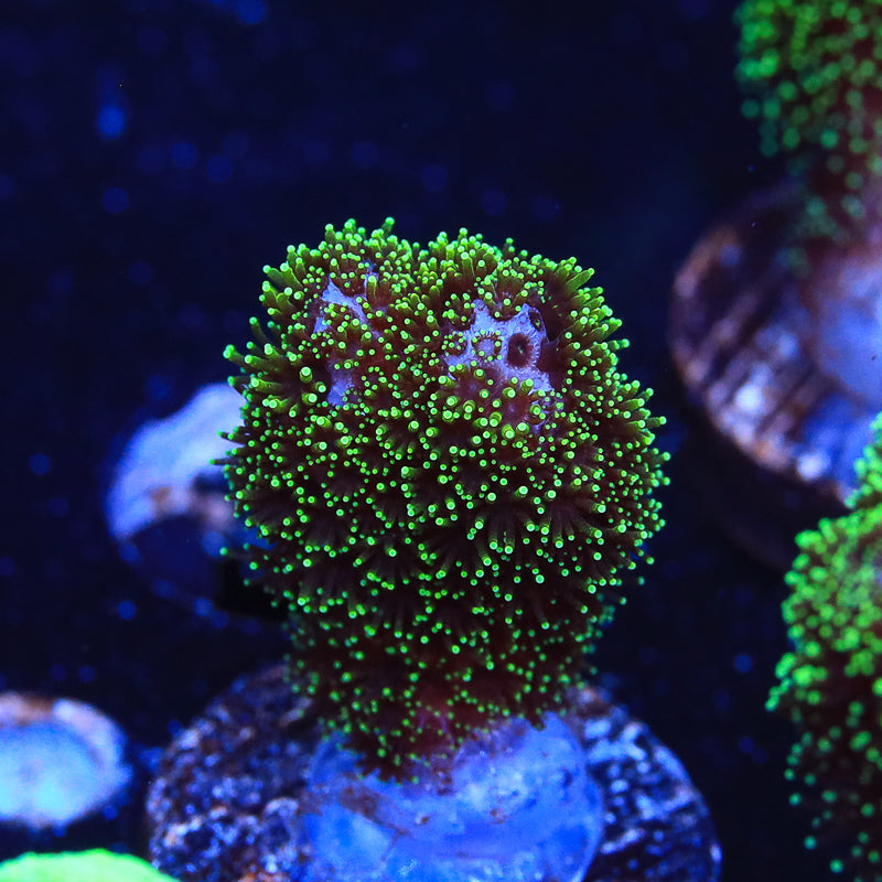 Green Pocillopora Coral