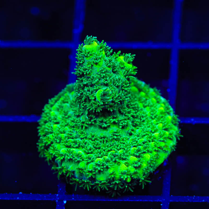 ORA Green Planet Acropora Coral