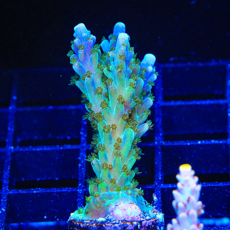 Tricolor Valida Acropora Coral