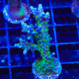 Tricolor Valida Acropora Coral