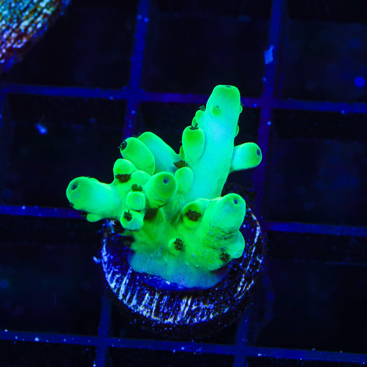 TSA Pearl Acropora Coral