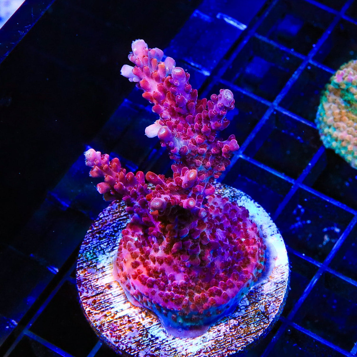 TSA Red Robin Acropora Coral