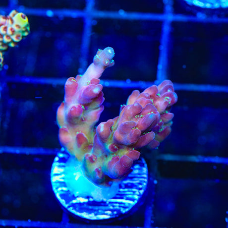 TSA Black Rose Acropora Coral