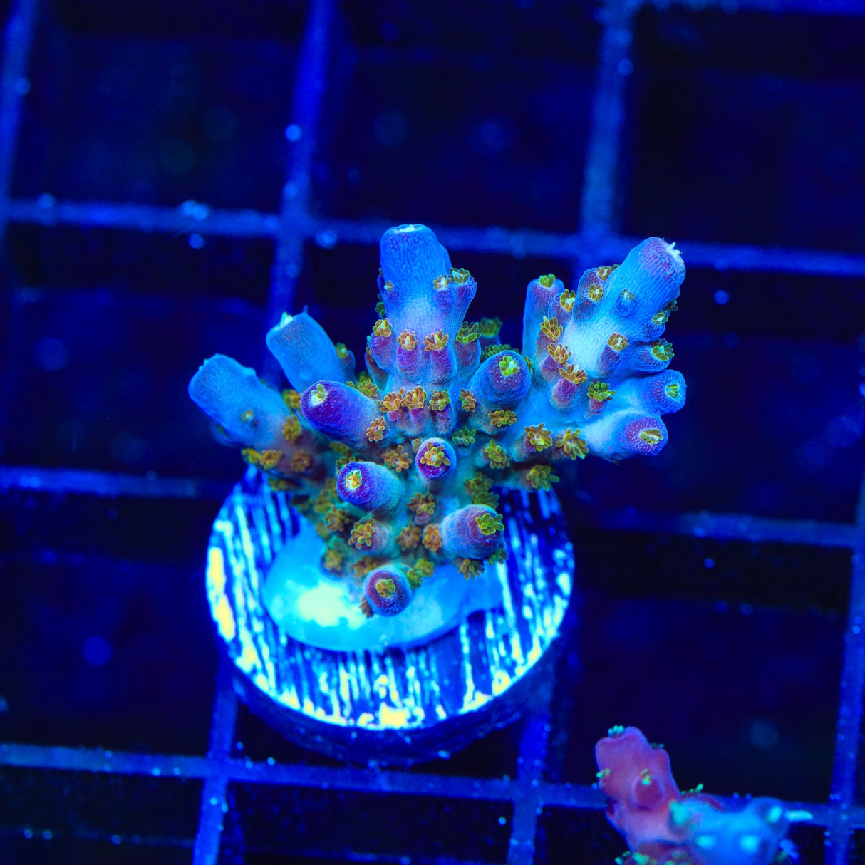 TSA Twisted Sister Acropora Coral