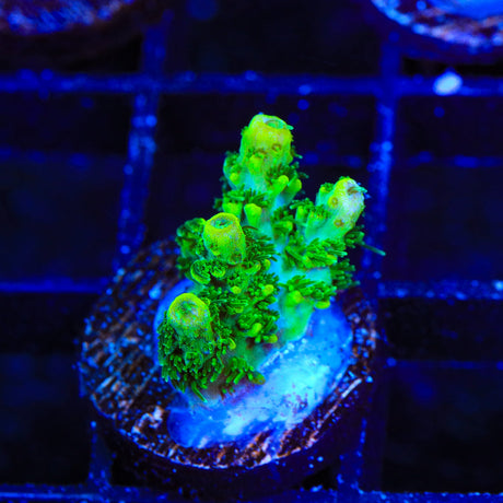 ORA Green Planet Acropora Coral