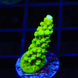 Green Slimer Acropora Coral