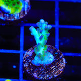 TSA Rainbow Sherbet Acropora Coral