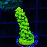 Green Slimer Acropora Coral