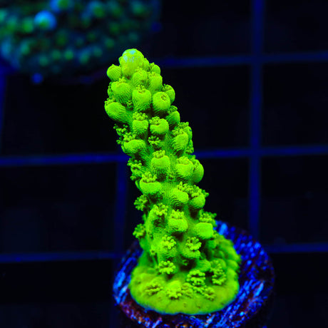 Green Slimer Acropora Coral - (Almost WYSIWYG) - Top Shelf Aquatics 