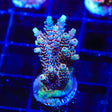 TSA Rainbow Sherbet Acropora Coral