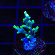 TSA Green Dragon Acropora Coral - Top Shelf Aquatics