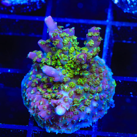 TSA Grape Ape Acropora Coral