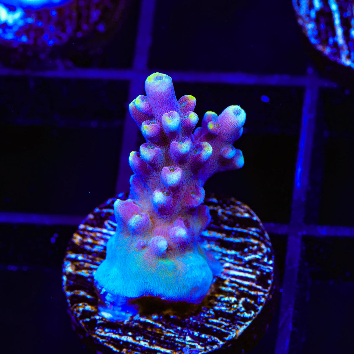 TSA Purple Rain Acropora Coral