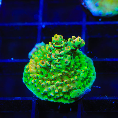 TSA Dan Aykroyd Acropora Coral