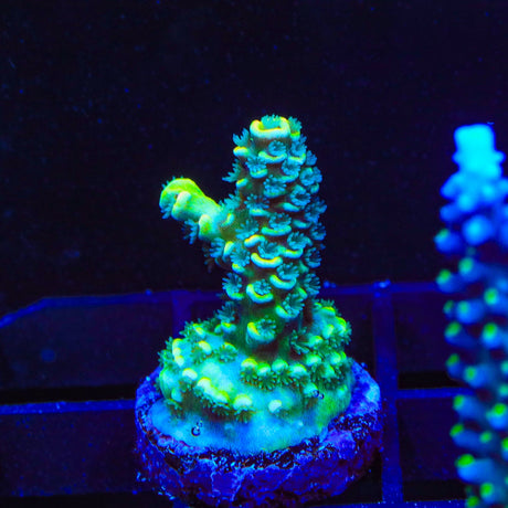 TSA Neon Trees Acropora Coral