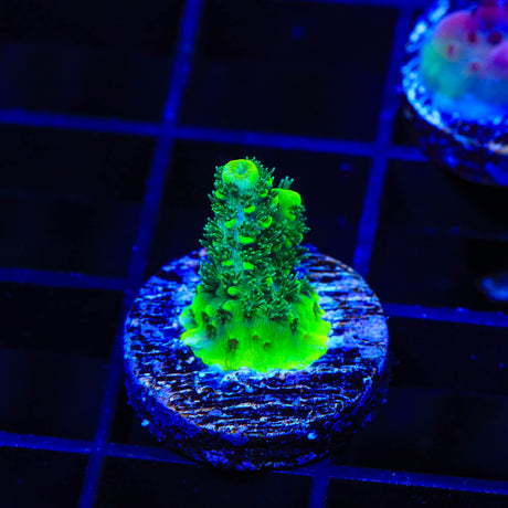 ORA Green Planet Acropora Coral