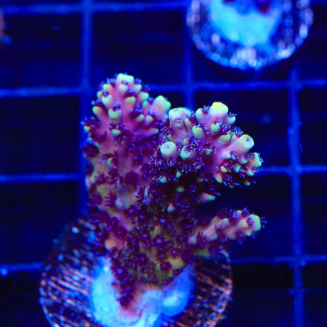 RRC Pink Cadillac Acropora Coral