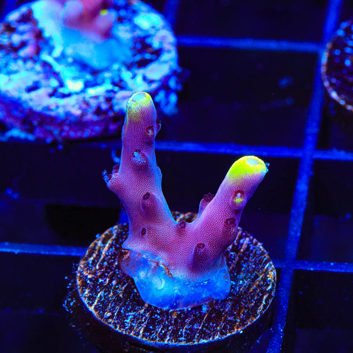 JF Fox Flame Acropora Coral - Top Shelf Aquatics
