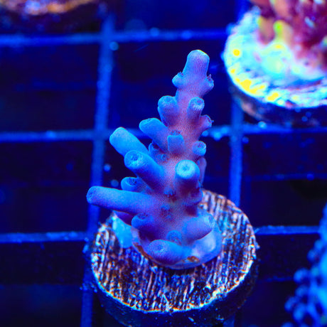 Jake Adams Immortal Tort Acropora Coral