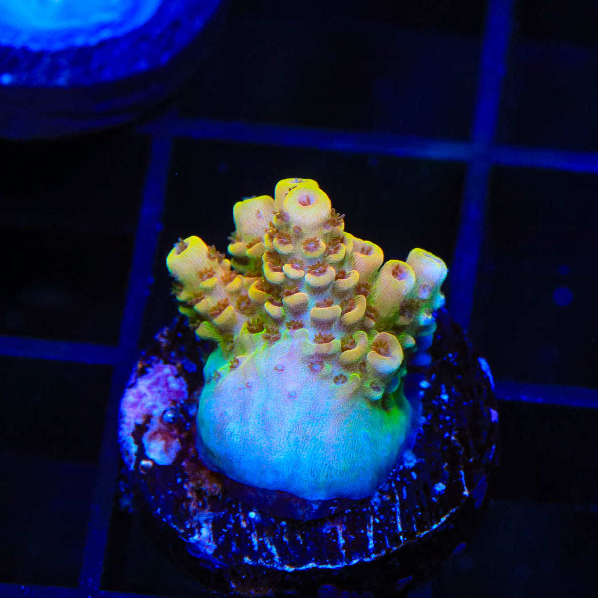 TSA Lion O Acropora Coral