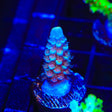 TSA Bubbleyum Acropora Coral