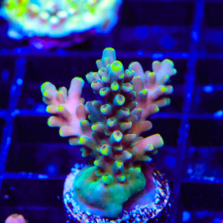 TSA Mile High Latistella Acropora Coral