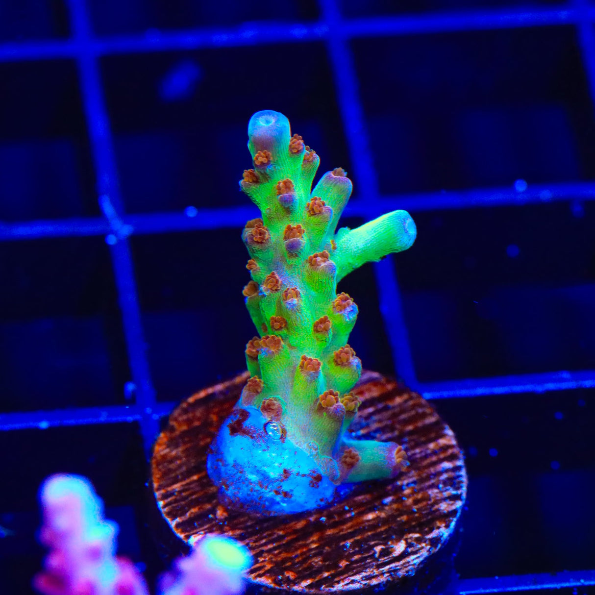 RRC Wonderland Acropora Coral