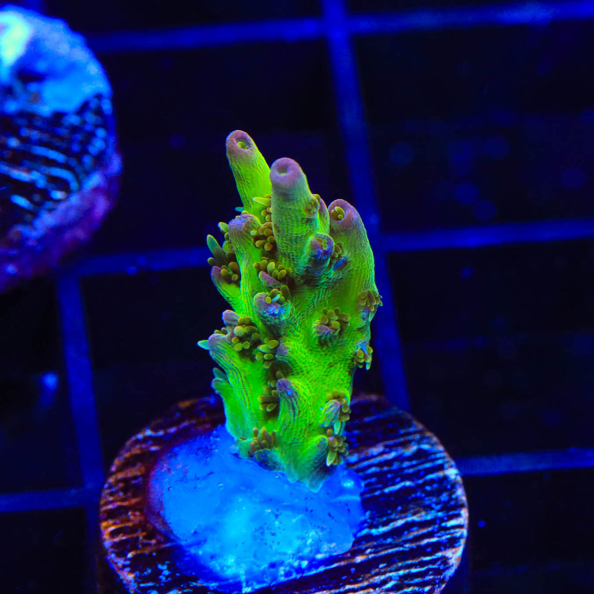 TSA Disco Fever Acropora Coral - Top Shelf Aquatics