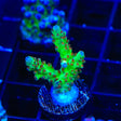 RRC Wonderland Acropora Coral